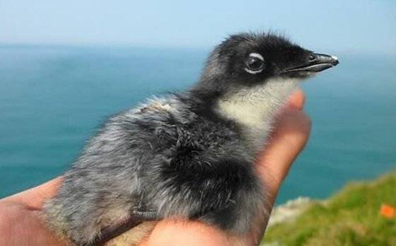 뿔쇠오리 새끼. 연합뉴스