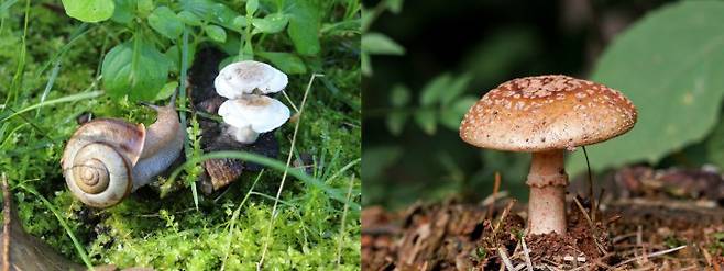 좌 - 덧부치버섯 (절구버섯을 비롯한 무당버섯류에 기생하는 기생성버섯. 갓 표면 조직이 갈색의 포자분말로 변하는 독특한 특징이 있다.), 우 - 붉은점박이광대버섯 (나무와 공생하는 공생성 버섯. 독버섯인 마귀광대버섯과 흡사하게 생겼으나 식용할 수 있는 버섯이다.) 박상영 제공