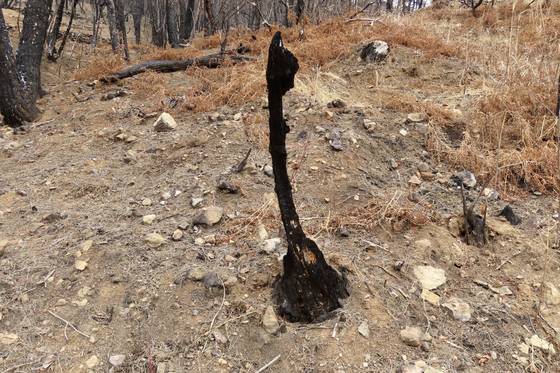 2022년 5월 31일 경남 밀양시 부북면 춘화리에서 발생해 661ha를 태운 산불은 초여름 발생한 이례적인 대형산불이다. 9개월이 지난 2023년 2월 15일에도 매캐한 냄새가 마을에 번졌다. 김홍준 기자