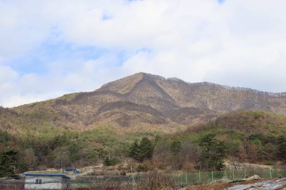 2022년 5월 31일 경남 밀양시 부북면 춘화리에서 발생해 661ha를 태운 산불은 초여름 발생한 이례적인 대형산불이다.김홍준 기자