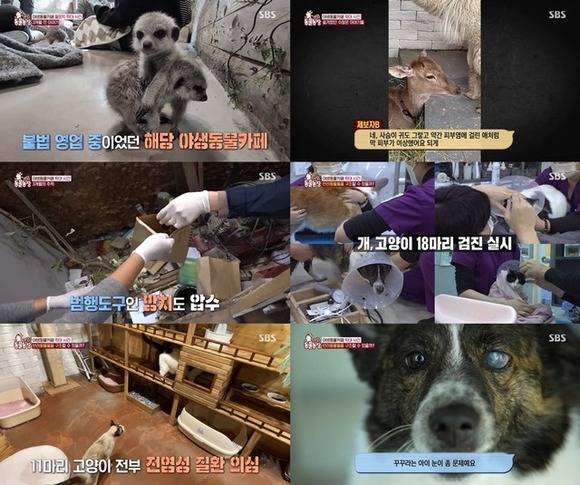 SBS는 '동물농장'에서 지난해 11월 방송된 '야생동물 카페' 편의 두 번째 이야기를 12일 공개하며 시청자들의 호평을 이끌었다. 그러나 그간 '동물농장'에 출연했던 반려견 훈련사 이찬종 소장이 추행 혐의로 피소되자 진위여부와 관계 없이 그의 출연 분 편집을 결정해 다시 시청자들의 주목을 받았다. /SBS '동물농장' 영상 캡처