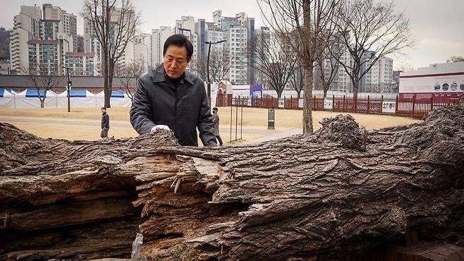 서대문형무소역사관 앞 '통곡의 미루나무'를 찾은 오세훈 서울시장 [오세훈 서울시장 페이스북에서 캡처]