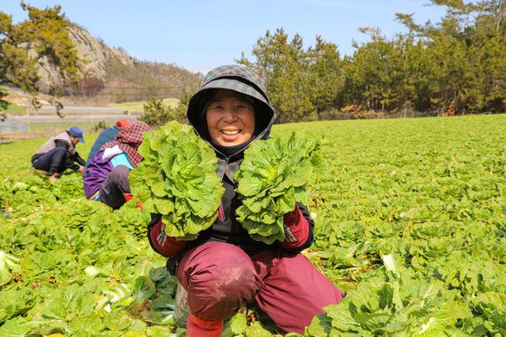 진도군 군내면 농민이 갓 수확한 봄동을 들어보이고 있다. 이맘때 재배한 봄동은 단맛이 강하다. 최승표 기자