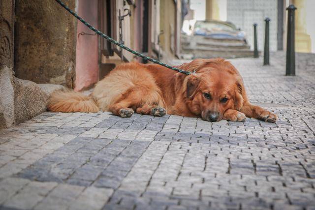 동물을 대상으로 저지른 성 학대 범죄는 사람을 대상으로 한 성범죄로 이어질 가능성도 있다고 알려져 있다. 게티이미지뱅크 *이해를 돕기 위한 자료 사진입니다.