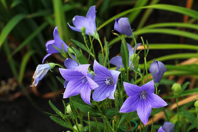 Doraji flower (123rf)