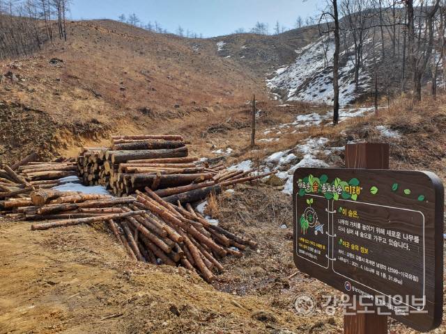 ▲ 2019년과 2022년 두번 연속 산불 피해를 입은 남양리 국유림에 조림 안내판이 외롭게 서 있다.