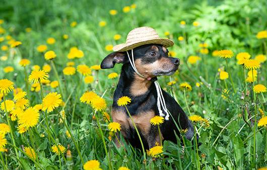 강아지와 고양이도 사람처럼 꽃가루 알레르기를 겪는다｜출처: 게티이미지뱅크