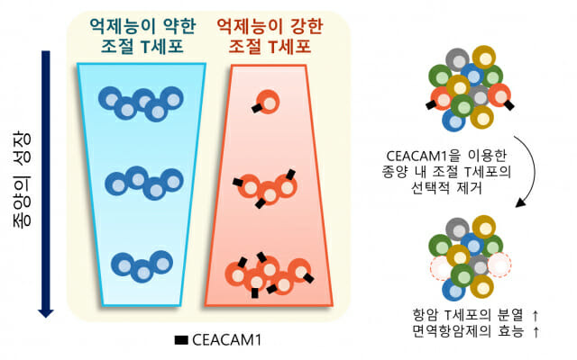 조절T세포의 기능과 시캠1 표적 단백질의 작용 개념도 [자료=KAIST]