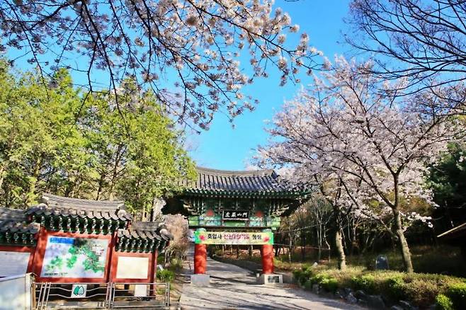 벚꽃이 핀 호암사 입구.＜사진=금천구청＞