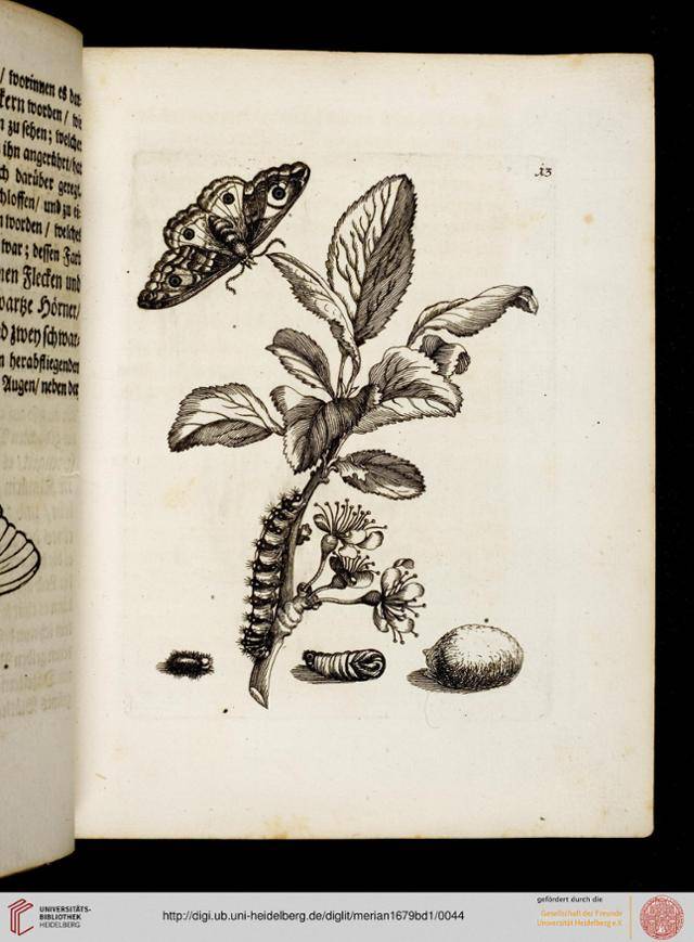 마리아 지빌라 메리안이 1679년의 저서 '애벌레의 경이로운 변태와 이상한 꽃 음식'에서 자신이 1660년에 이미 확인했던 나방의 4단계 변태 과정을 하나의 그림으로 표현한 것이다(1679년판, 도판 13, 하이델베르크 대학 도서관 소장본). 슈밤메르담은 변태 단계의 상태만을 보여줄 뿐이지만 메리안은 변태의 4단계를 하나의 스토리로 구성하여 보여준다.