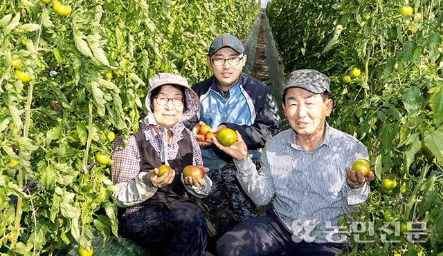 40년차 베테랑 농부 김철규씨(오른쪽부터)는 아들 진홍씨, 아내 김혜순씨와 함께 1만1900㎡(3600평) 대저토마토 하우스를 일군다. 부산=현진 기자