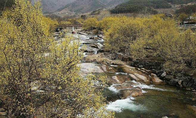 산수유꽃이 아름답게 핀 반곡마을.  사진제공|구례군청.