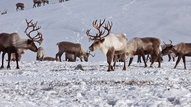 순록 자료사진