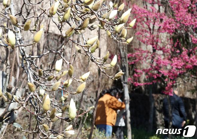 지난 2월26일 오후 제주 서귀포시 이중섭거리에 핀 목련과 홍벚꽃. /뉴스1 ⓒ News1 오현지 기자