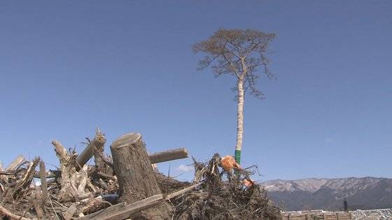 동일본대지진 1년 뒤인 2012년 2월 일본 이와테현 리쿠젠다카타시에 서 있는 기적의 소나무. 쓰나미에 휩쓸린 건물 잔해와 쓰레기가 나무 주변에 쌓여있다. 서승욱 특파원