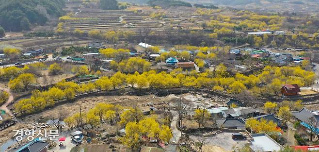 구례 산수유축제 개막 하루 전인 10일 전남 구례군 산동면 반곡마을이 산수유꽃으로 노랗게 물들어 있다. 코로나19로 중단됐던 구례산수유축제가 오는 11일부터 19일까지 4년 만에 열린다.