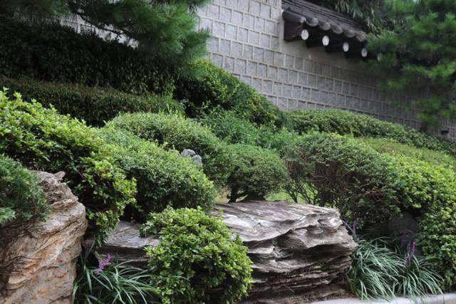 청와대 영빈관 화단에 있는 회양목의 모습. 사진 허태임 작가 제공