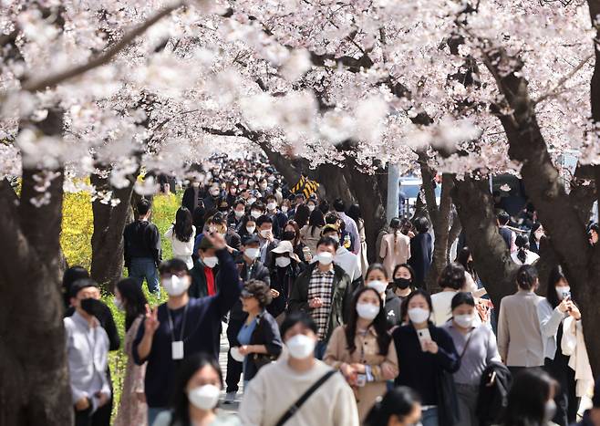 서울 여의서로 벚꽃길. [연합]