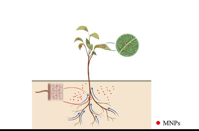 토양에 노출된 금속나노물질의 식물체 내 이동 모식도.[안전성평가연구소 제공]
