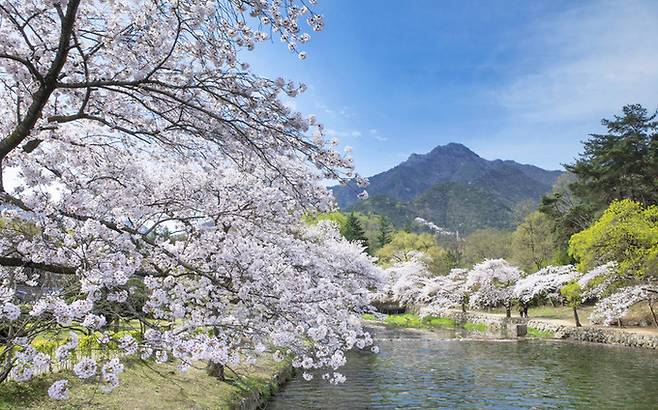 구미 금오산 금오천 벚꽃. 경북도 제공