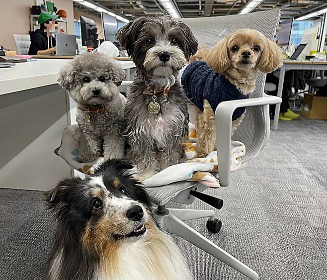 일본 도쿄 라이프스타일 회사 프랭키에 주인과 함께 동반출근한 반려견들. 사진: 프랭키 사원견 트위터.