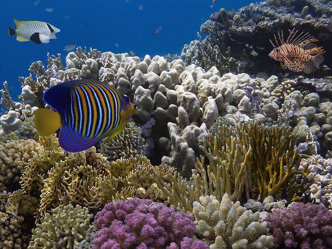 열대 바다 바닥의 산호초. 게티이미지뱅크