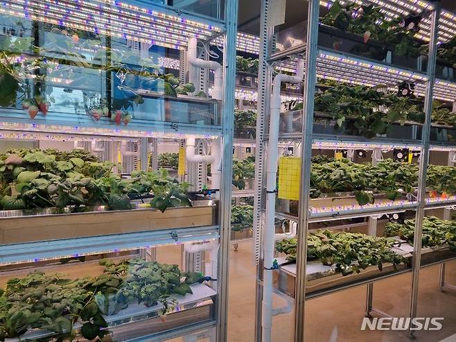 [평택=뉴시스] 임하은 기자 = 스마트팜 기업인 플랜티팜의 평택 식물공장 내부 모습. 시험재배 중인 딸기가 자라고 있다. 2023.03.14. rainy71@newsis.com