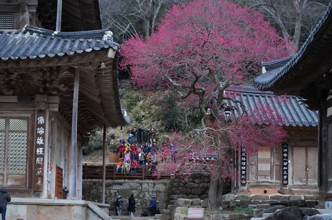 사진제공|화엄사