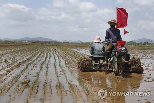 2021년 평양 남사공동농장에서 모를 심는 북한농민 [AP 연합뉴스 자료사진. 재판매 및 DB 금지]