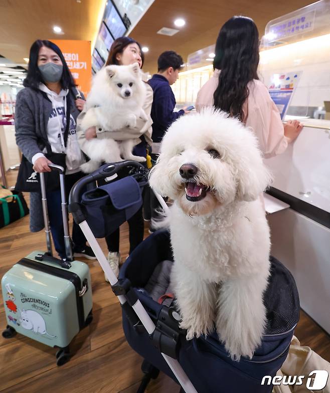 16일 오전 서울 김포공항 국내선 청사에서 탑승객들이 반려견과 함께 ‘댕댕이 제주 전세기’ 탑승 수속을 하고 있다. (공동취재) 2023.3.16/뉴스1 ⓒ News1 임세영 기자