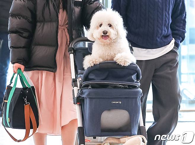 16일 오전 서울 김포공항 국내선 청사에서 탑승객이 반려견과 함께 ‘댕댕이 제주 전세기’ 탑승 수속을 위해 이동하고 있다. (공동취재) 2023.3.16/뉴스1 ⓒ News1 임세영 기자