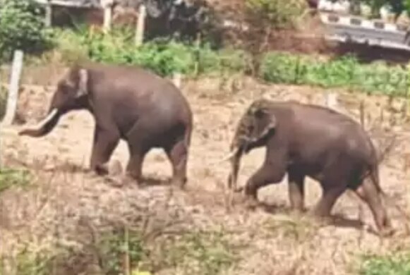 인도에 서식하는 아시아코끼리./ 타임스오브인디아