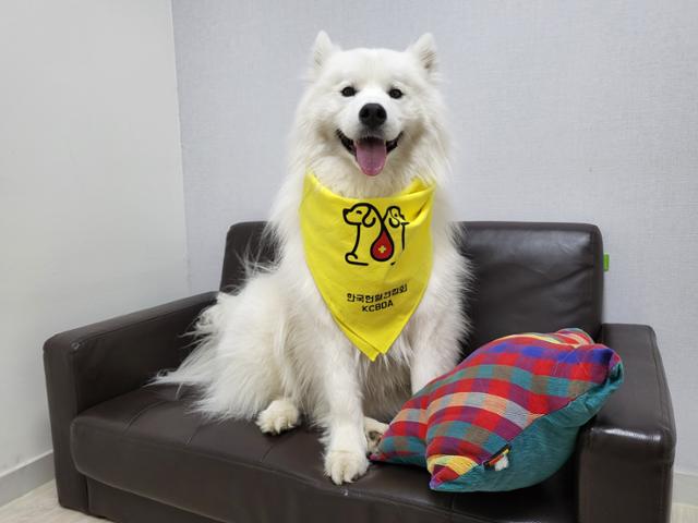 헌혈에 동참한 빙구가 한국헌혈견협회에서 받은 노란 스카프를 착용하고 있는 모습. 한국헌혈견협회 제공