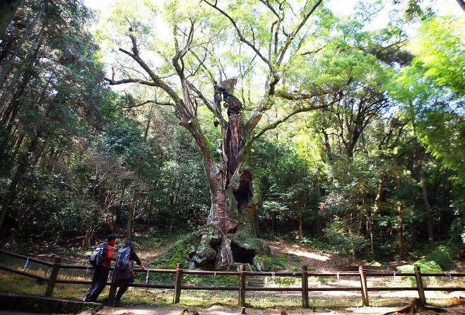 규슈올레 다케오 코스의 명물인 3000년 묵은 녹나무. 다케오 신사 뒤편 숲에 있다. 일본에서도 유명한 '파워 스폿'이다.