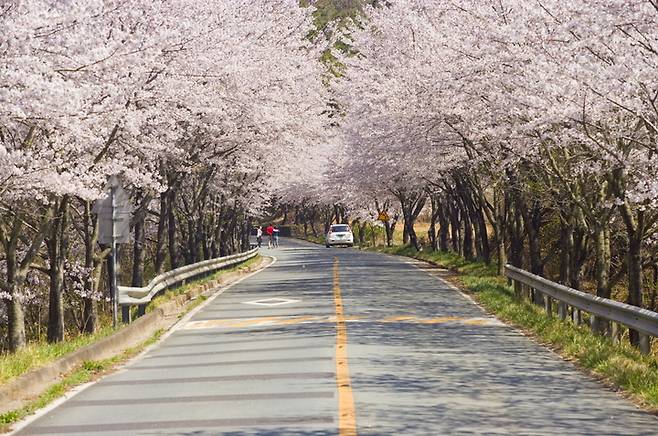 고흥만수변 노을공원으로 가는 길목 3.5㎞ 구간에 펼쳐진 벚꽃길. *재판매 및 DB 금지