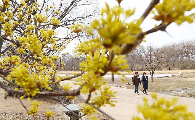 17일 서울 송파구 올림픽공원에서 시민들이 산수유꽃이 핀 산책로를 따라 나들이를 즐기고 있다. 연합뉴스