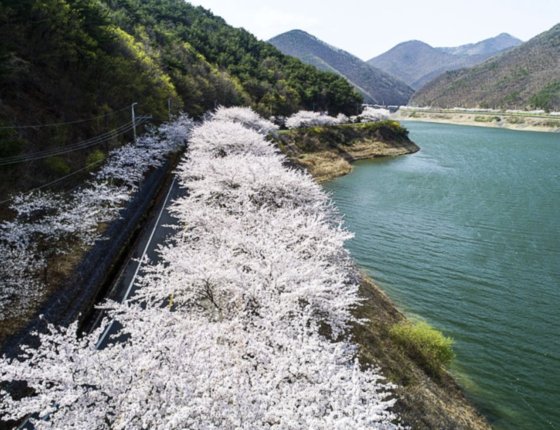 경북 영천댐 벚꽃길 전경. [사진 영천시]