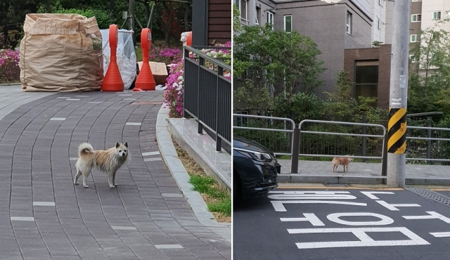 제보자 효진씨가 촬영한 아파트 떠돌이개의 모습. 제보자 제공