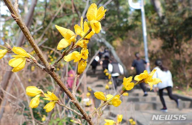 [제주=뉴시스] 우장호 기자 = 제주시 건입동 사라봉공원 탐방로에 봄의 전령 개나리가 활짝 피어 시선을 끌고 있다. 2023.02.01. woo1223@newsis.com