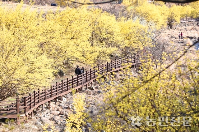 '구례산수유꽃축제’를 찾은 관람객들이 산동면 반곡마을 인근 산수유 군락지를 구경하고 있다. 농민신문DB