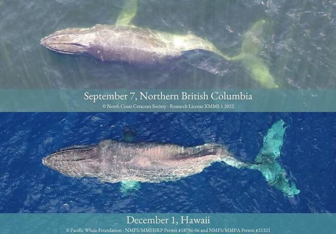 지난해 9월 7일 캐나다 브리티시콜롬비아 해안과 지난 1일 하와이 인근 바다에서 발견된 척추가 부러진 혹등고래 모습. 사진=BC 웨일스