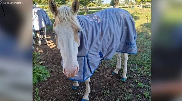 서 있는 슬림 셰이디  [RNZ 사이트 캡처, 재판매 및 DB 금지]