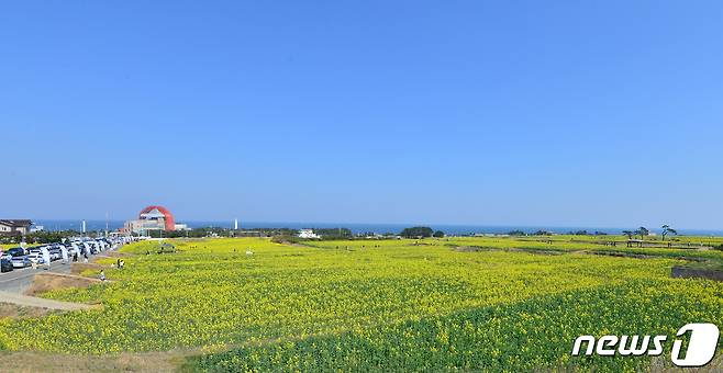 19일 오후 경북 포항시 남구 호미곶면 새천년광장 유채꽃 밭이 노란색으로 물들고 있다. 2023.3.19/뉴스1 ⓒ News1 최창호 기자