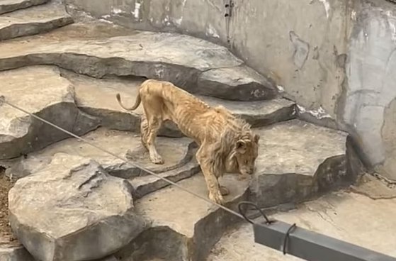 중국의 한 동물원에서 뼈만 앙상하게 남은 사자의 모습이 포착됐다. 사진 데일리 메일 캡처