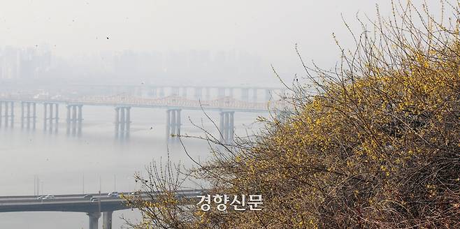 서울 등 수도권 미세먼지 농도가 ‘나쁨’ 수준을 보인 19일 서울 성동구 응봉산에 핀 개나리꽃  뒤편으로 서울 도심이 뿌옇게 보인다. 서성일 선임기자
