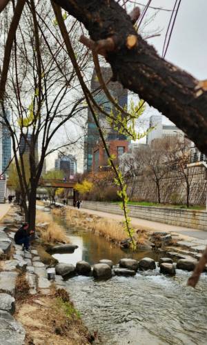 버드나무 연두색 꽃이 청계천 징검다리 위에 드리워져 있다. 3월17일 촬영