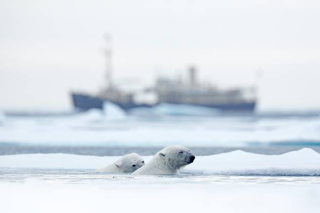 노르웨이 최북단 영토인 ‘스발바르 제도’ 인근 바다에서 수영하는 북극곰들. 게티이미지뱅크