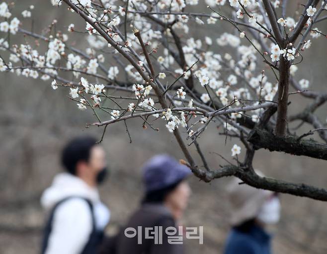 [이데일리 김태형 기자] 연일 포근한 날씨가 이어지는 가운데 8일 서울 성동구 하동매실거리의 활짝 핀 매화꽃 사이로 시민들이 산책을 하고 있다.