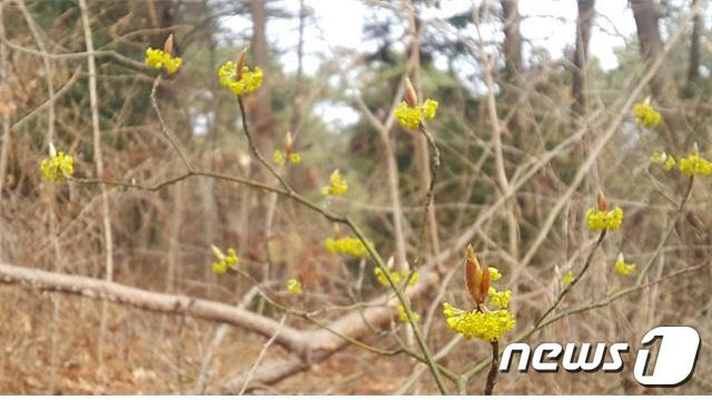 지난 17일 광주 무등산국립공원 함충재 일원에서 깃대종 털조장나무가 꽃망울을 터뜨리고 있다. (무등산 국립공원사무소 제공) 2023.3.20/뉴스1