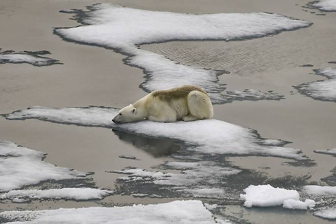 북극곰 한 마리가 2021년 8월16일(현지시각) 러시아의 제믈랴프란차이오시파(프란츠요제프제도) 내 바다를 떠다니는 빙하 위에 고립된 듯 엎드려 있다. 제믈랴프란차이오시파/AFP 연합뉴스